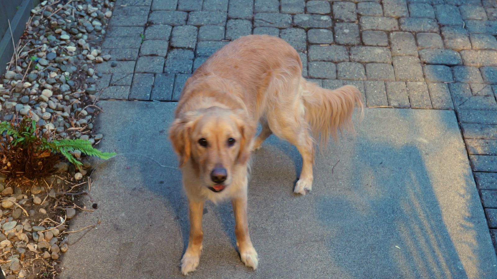 Golden retriever on grey pavers, corrected to daylight white balance