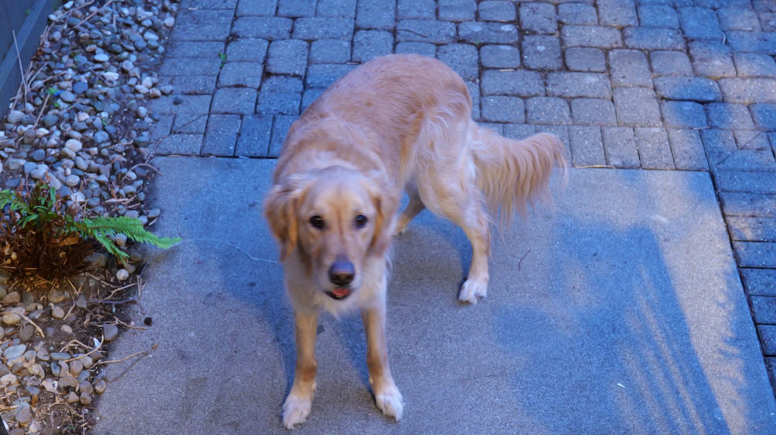 Golden retriever on grey pavers, shot on Incandescent white balance: everything is tinted blue