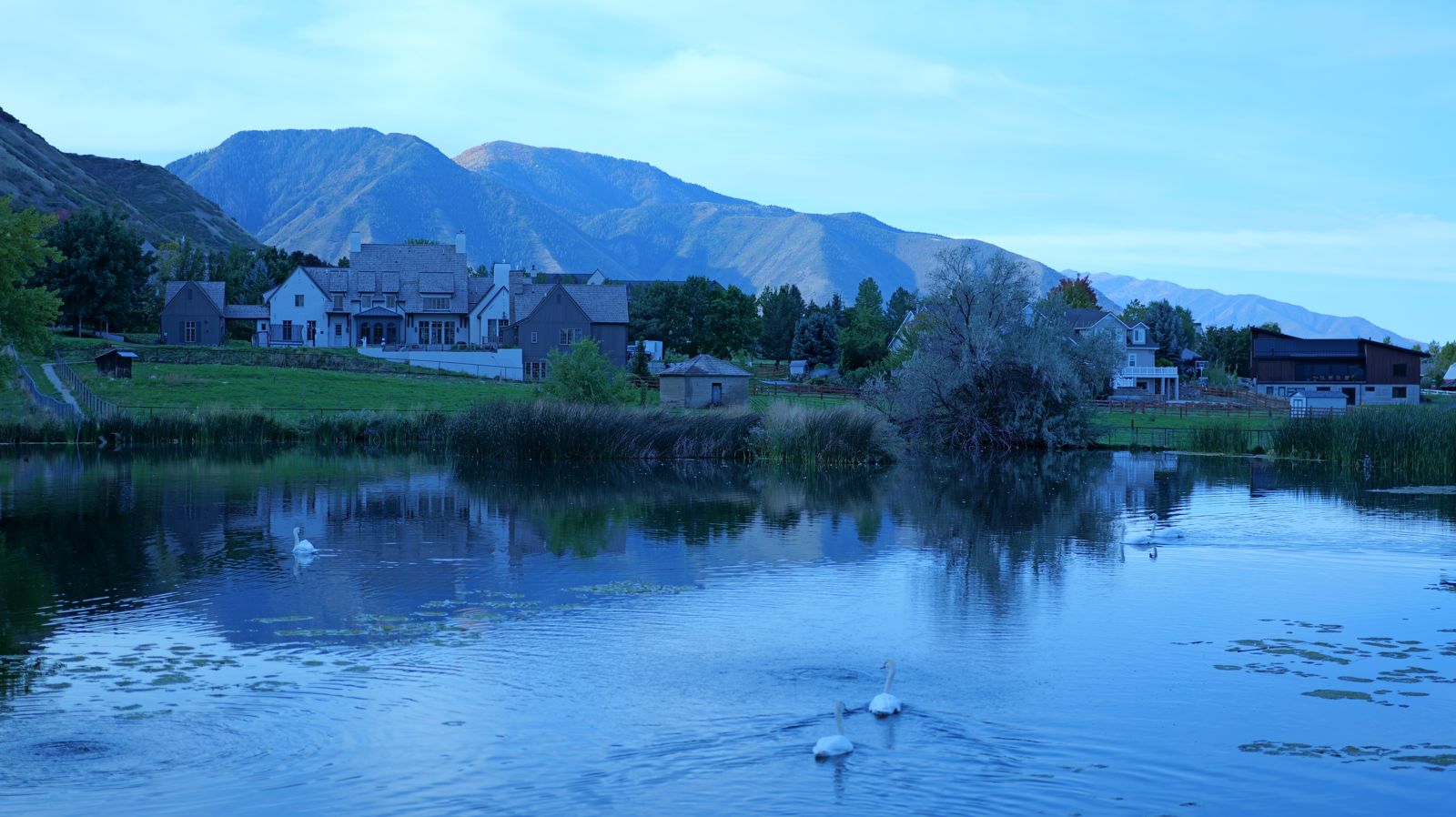 Pond with swans and mountains, heavy blue cast
