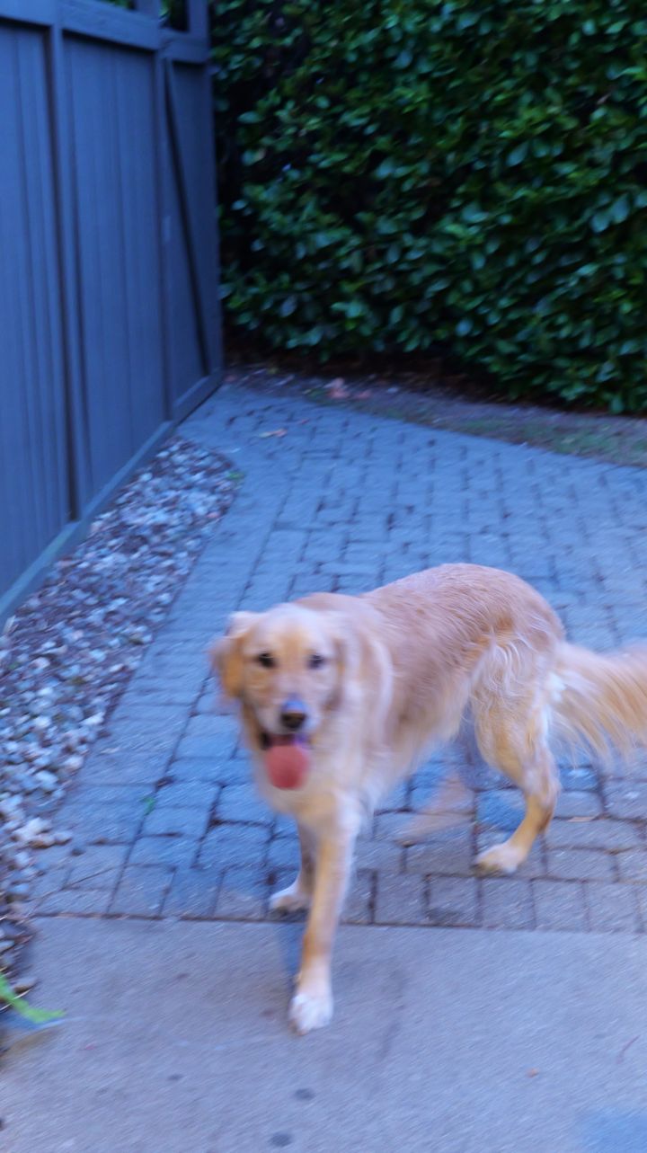 Dog mid-movement, soft and blurred, blue cast