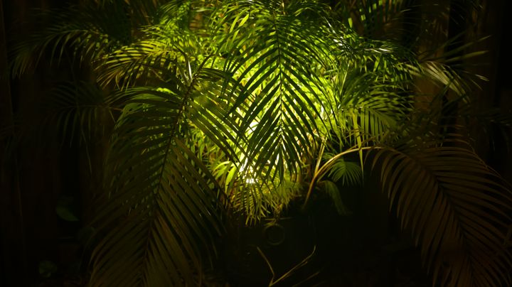 Palm trees at dusk, tinted blue